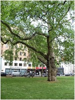 Free London Events - Talk the Walk London - Berkeley Square